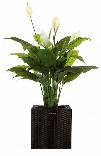 Spathiphyllum Triere cachepot Dekollete Rattan Cube 32