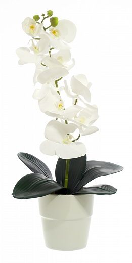 Orchid Meli planter Dekollete 12