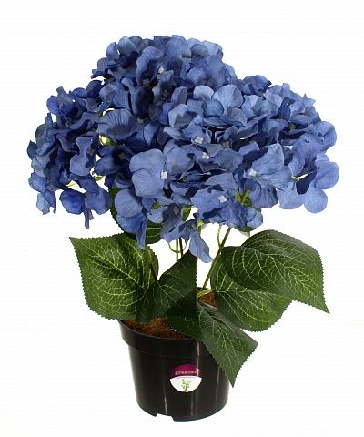 Hydrangea Satie in a cachepot