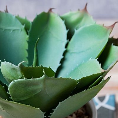 Agave Lomil Cachepot Dekollete