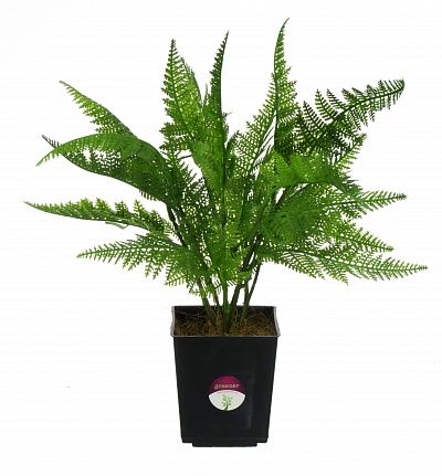 Halti fern in pot