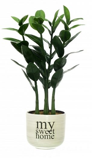 Zamioculcas Cargon Quattro