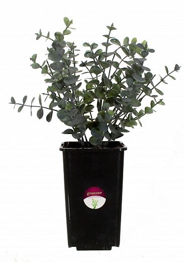 Eucalyptus Lozanno in a cachepot