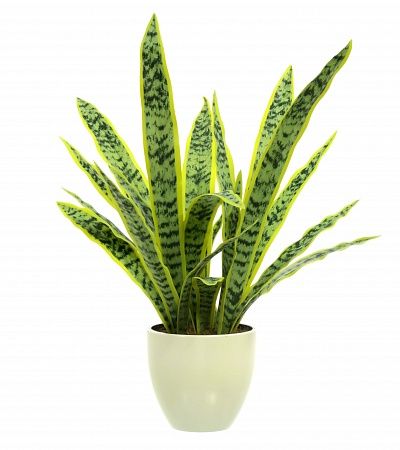 Sansevieria Gurun Cinco