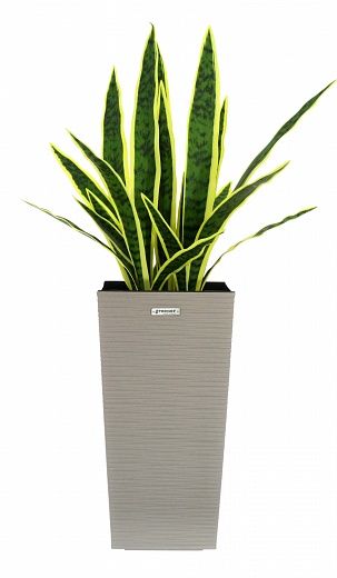 Sansevieria Gurun Cinco Cachepot Dekollete Kuno 46 Echo