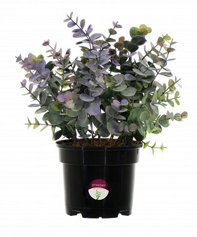 Eucalyptus Lozanno in a cachepot