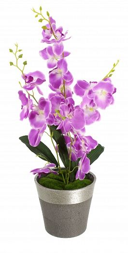 Orchid Phalaenopsis Seattle cachepot Dekollete Concrete 17