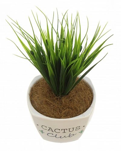 Sedge Bani cachepot Dekollete Cactus club