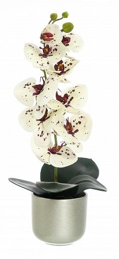 Orchid Meli planter Dekollete 12