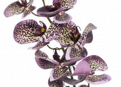 Orchid Meli planter Dekollete 12