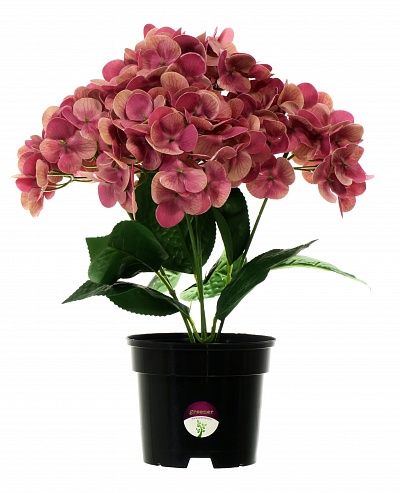 Hydrangea Sati Laksheri pot 13