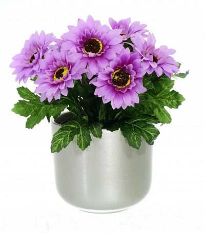 Gerbera Laura cachepot Dekollete 12 available to order 6 pieces