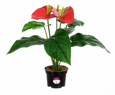 Anthurium Taru cachepot