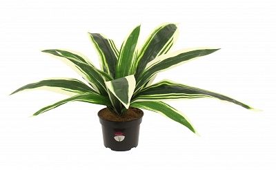 Dracaena Blanes available to order 1 piece