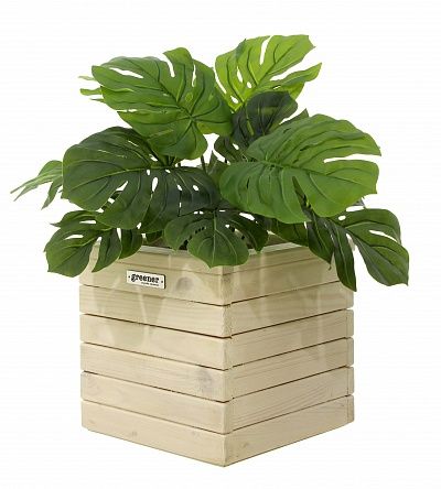 Monstera Moran Duo cachepot Dekollete Roca Cube 30