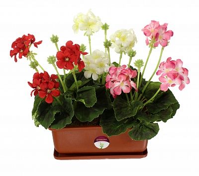 Geranium Asti cachepot Dekollete Bonsai