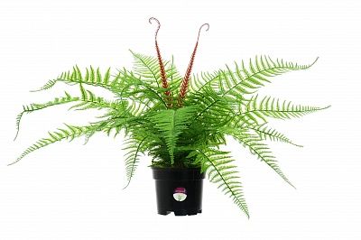 Awaji fern in pot