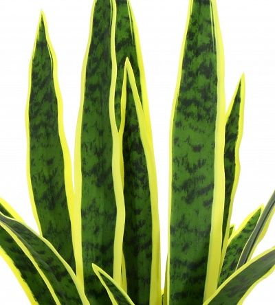 Sansevieria Gurun Cinco Cachepot Dekollete Gurido 20 color