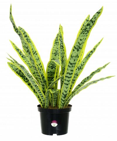 Sansevieria Gurun Cinco