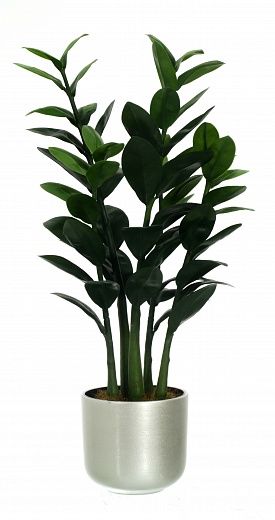 Zamioculcas Cargon Cinco