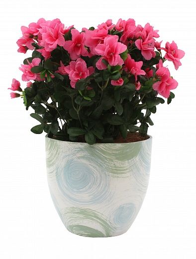 Azalea Shilly cachepot Dekollete