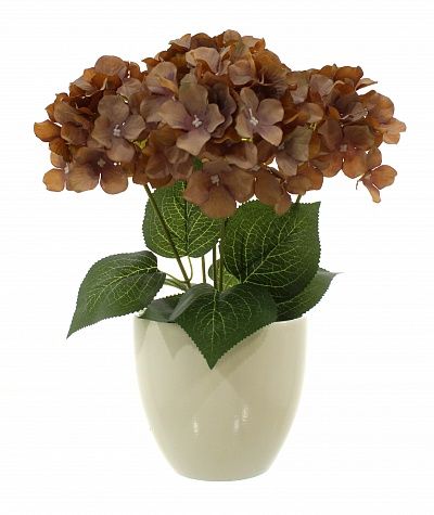 Hydrangea Satie cachepot Dekollete 15