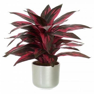 Calathea Sant