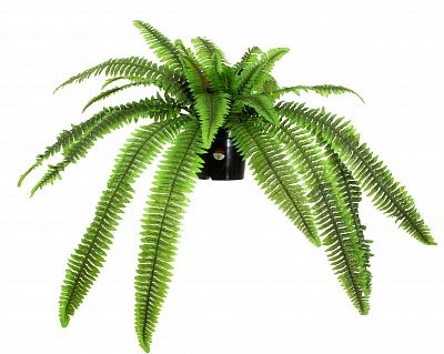 Nephrolepis Kerema cachepot fern available to order 6 pieces