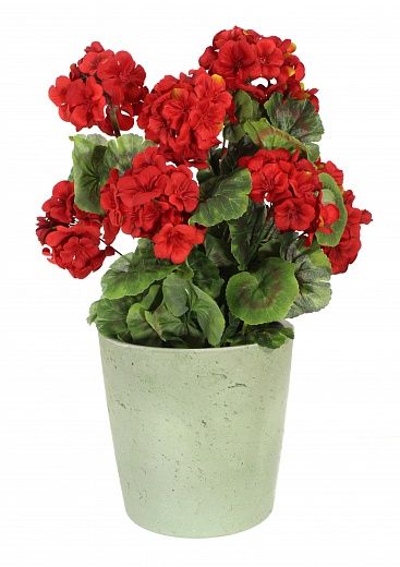 Geranium Rizado cachepot Dekollete Concrete 17