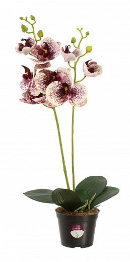 Orchid Phalaenopsis Camira