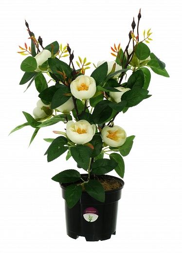 Camellia Derby in pot