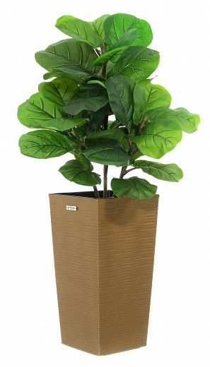 Ficus Lirata Alto cachepot Dekollete Kuno 46 Eco