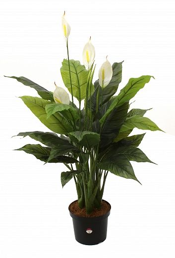 Spathiphyllum Triere