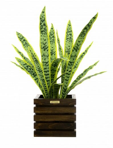 Sansevieria Gurun Cinco cachepot Dekollete Bandas 20 color