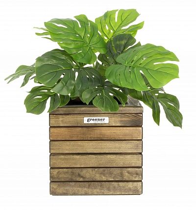 Monstera Moran Duo cachepot Dekollete Roca Cube 30