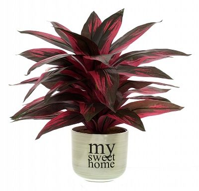 Calathea Sant