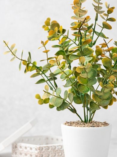 Eucalyptus Lozanno cachepot Dekollete Piccolo 8