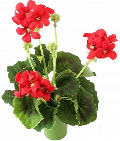 Geranium Asti