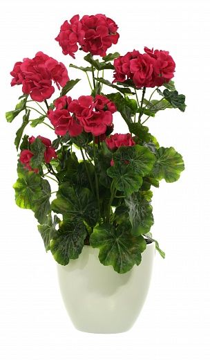 Geranium Ayal