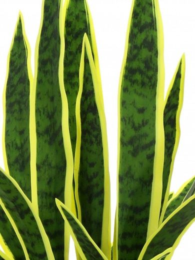 Sansevieria Gurun Cinco