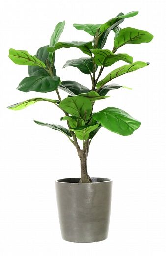 Ficus Lyrata Marmari Dekollete Concrete 22 planter available to order 2 pieces