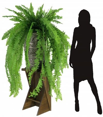 Fern Nephrolepis Casar available to order 1 piece