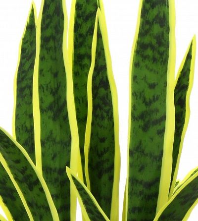 Sansevieria Gurun Cinco