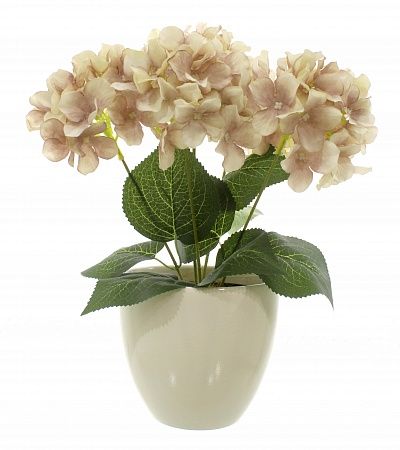 Hydrangea Satie cachepot Dekollete 15