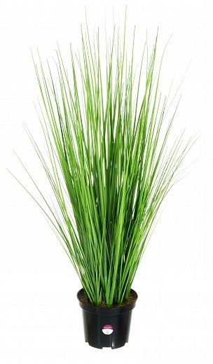 Sedge Carisa