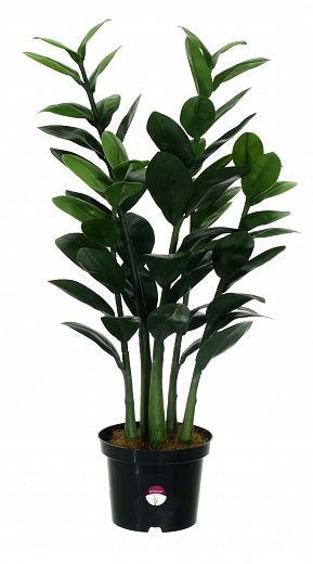 Zamioculcas Cargon Cinco