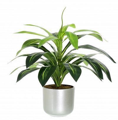 Dracaena Orli