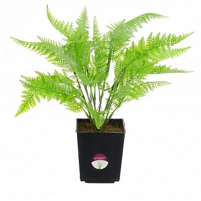 Halti fern in pot