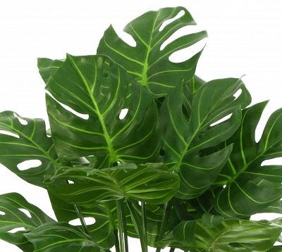 Monstera Tagira Dos cachepot Dekollete Kuno 46 Eco