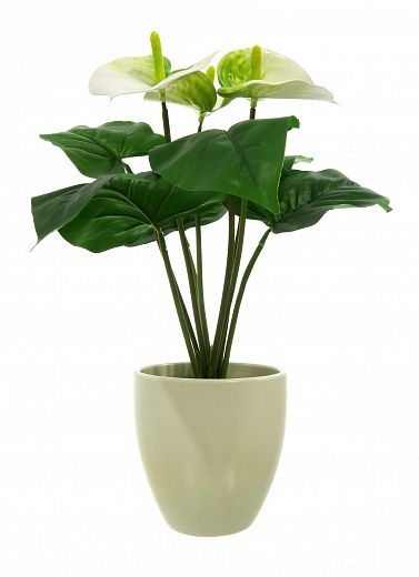 Anthurium Taru cachepot Dekollete Silver 12